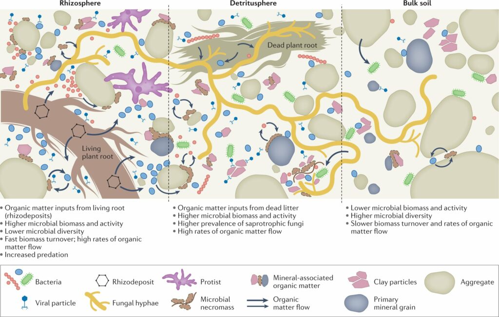 Rappresentazione del microbioma del suolo e del suo ruolo nel ciclo della sostanza organica. Crediti: Nature Reviews Microbiology (2022). DOI: 10.1038/s41579-022-00695-z