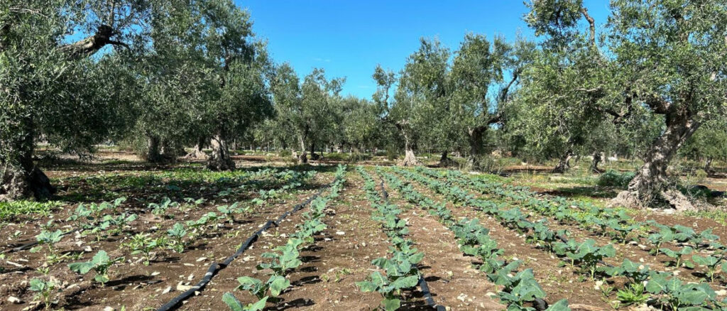 Orto autunno-invernale: filari di broccoli tra gli ulivi