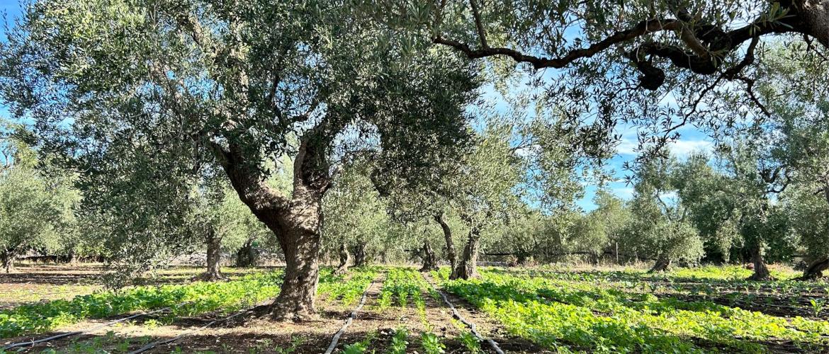 Coltivazione di cime di rapa tra i filari di ulivi.