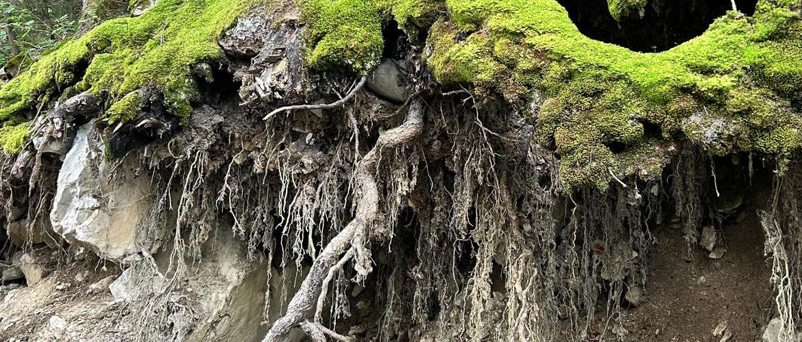 Sezione suolo con radici albero